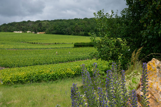 Champagne vineyard with rows of grapevines under a cloudy sky, surrounded by greenery and wildflowers.