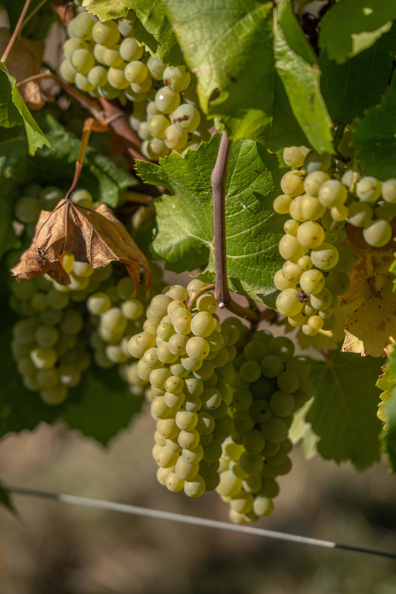 Close up chardonnay grapes