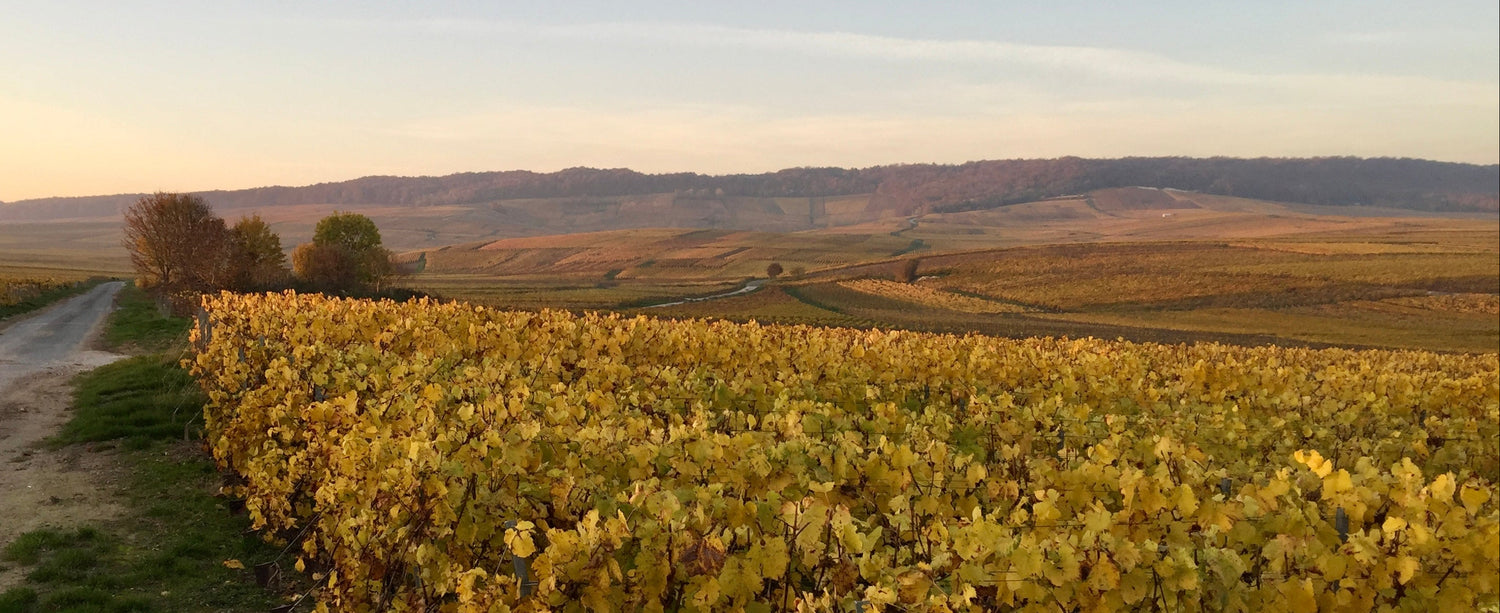 Vineyard with rows of yellow grapevines under a clear blue sky.