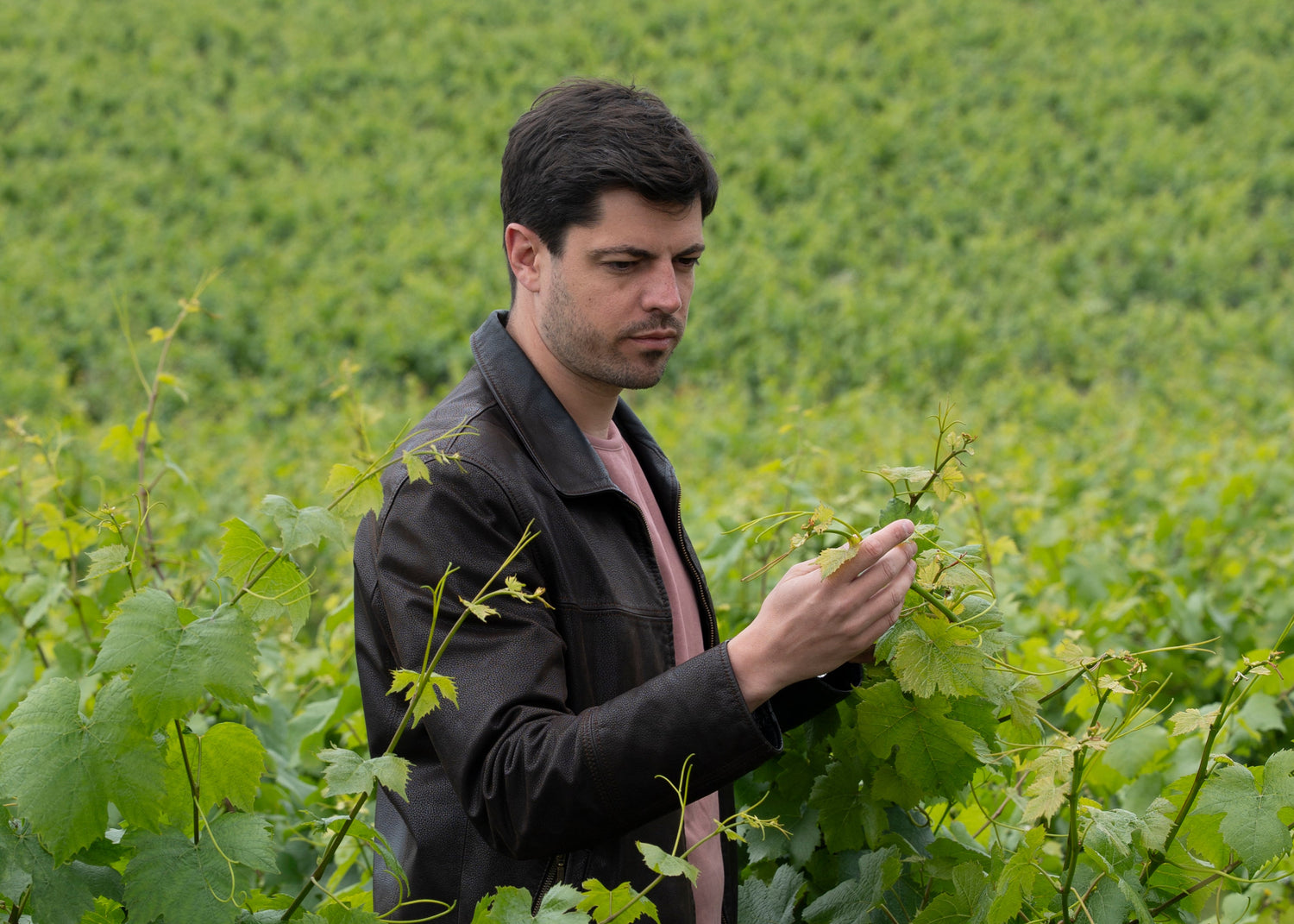 Man standing in a vineyard examining a grape